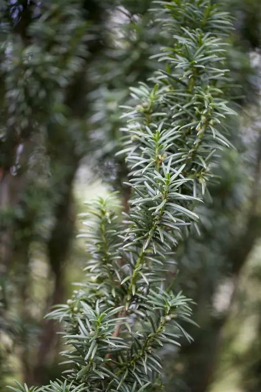 Taxus baccata 'Fastigiata' 90-100   C18 - afbeelding 2