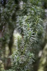Taxus baccata 'Fastigiata' 90-100   C18 - afbeelding 2