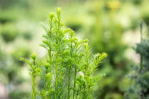 Taxus baccata 'Fastigiata' 90-100   C18 - afbeelding 3