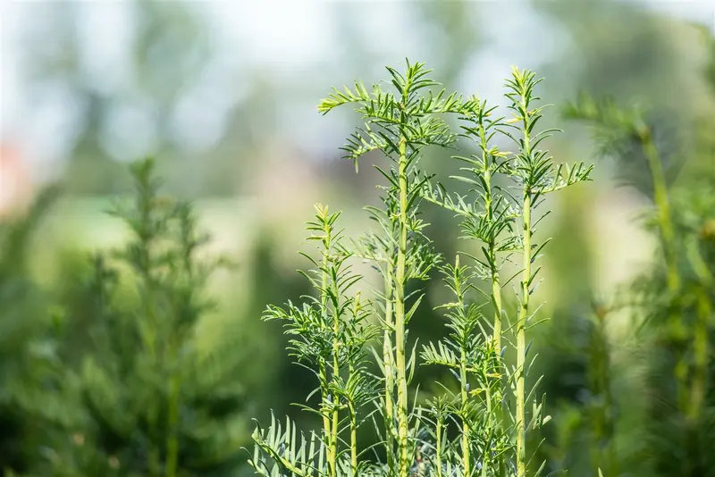 Taxus baccata 'Fastigiata' 90-100   C18 - afbeelding 4