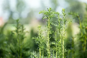 Taxus baccata 'Fastigiata' 90-100   C18 - afbeelding 4