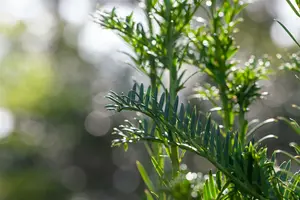 Taxus baccata 'Fastigiata' 90-100   C18 - afbeelding 5