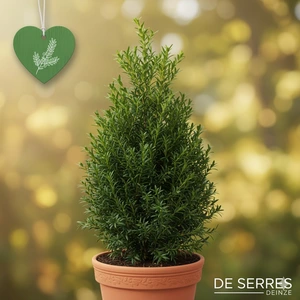 Taxus baccata 'Green Diamond' C90