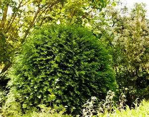 Taxus baccata 'Hessei' BONSAI 40- 60   C26 - afbeelding 2