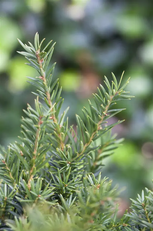 taxus baccata 'repandens' (25- 30 C cm) - afbeelding 4
