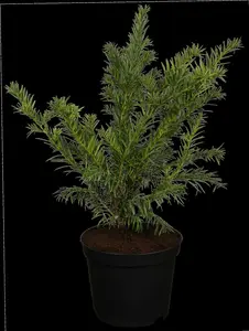 taxus baccata 'repandens' (25- 30 C cm) - afbeelding 5