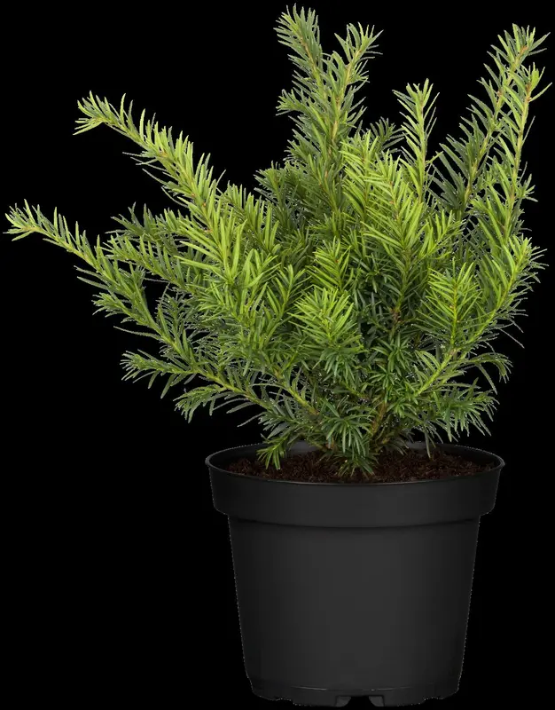 taxus baccata 'repandens' (25- 30 C cm) - afbeelding 5