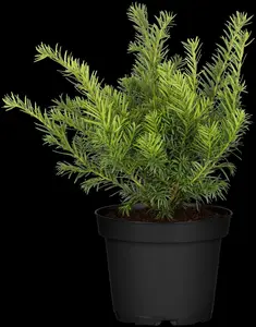 taxus baccata 'repandens' (25- 30 C cm) - afbeelding 5