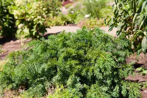 taxus baccata 'repandens' (25- 30 C cm) - afbeelding 2