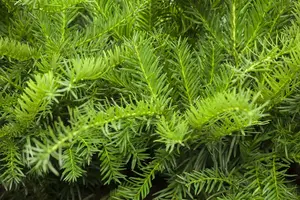 taxus baccata 'repandens' (25- 30 C cm) - afbeelding 3