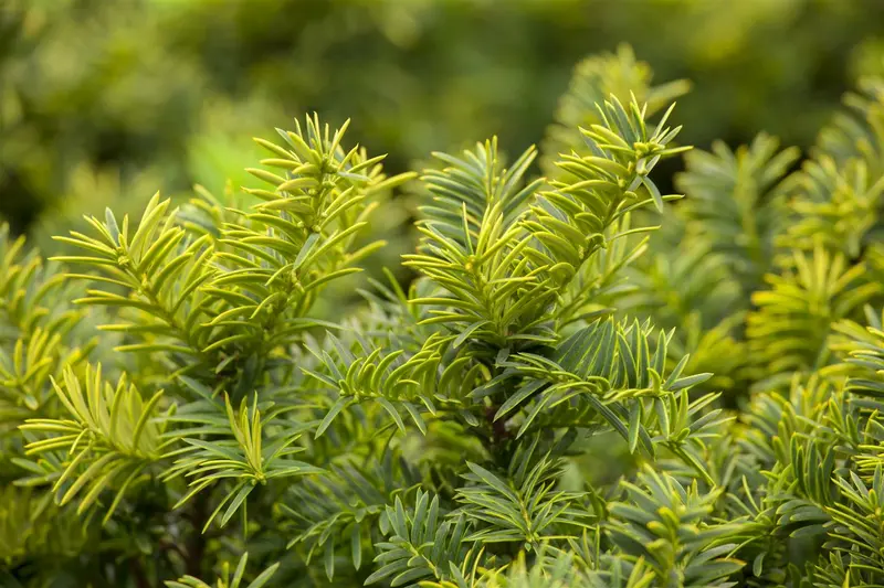 taxus baccata 'summergold' (25- 30 C cm) - afbeelding 2
