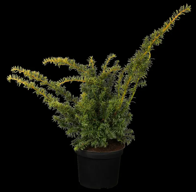 taxus baccata 'summergold' (25- 30 C cm) - afbeelding 1