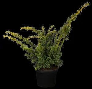 taxus baccata 'summergold' (25- 30 C cm) - afbeelding 2