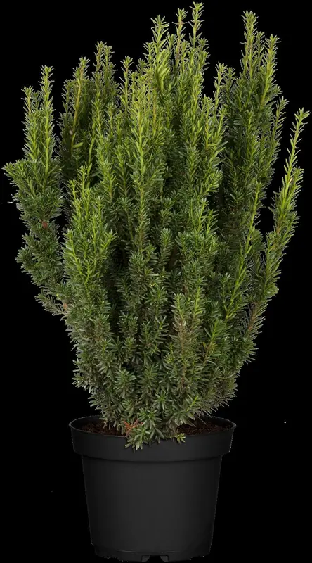 taxus media 'farmen' (200-250 cm)