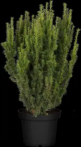 taxus media 'farmen' (200-250 cm)