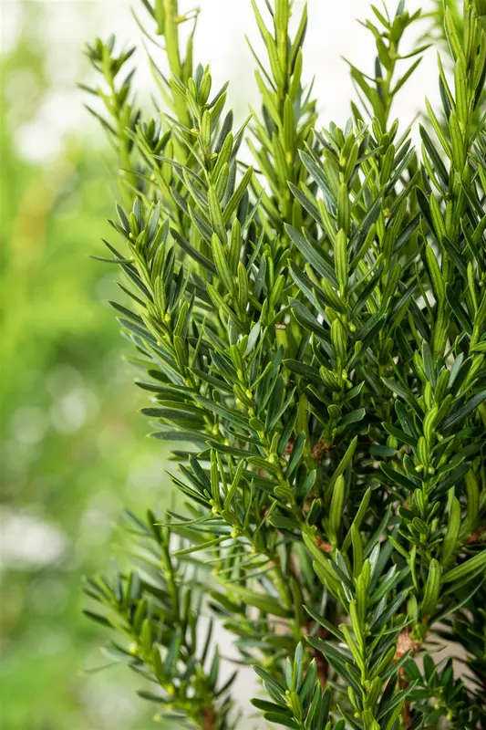 taxus media 'groenland' (30-+cm) - afbeelding 2