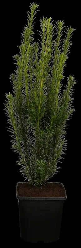 taxus media 'groenland' (30-+cm) - afbeelding 1