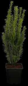 taxus media 'groenland' (30-+cm) - afbeelding 2