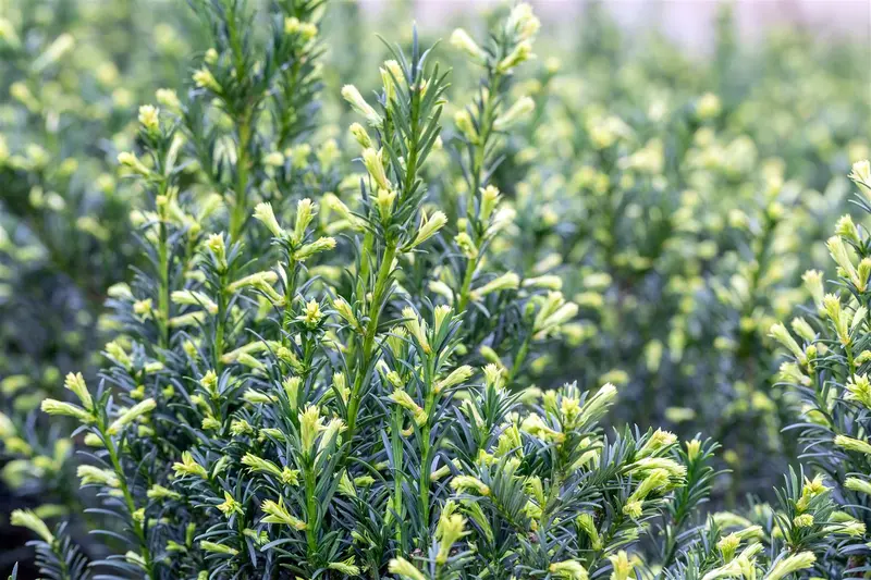 Taxus media 'Groenland' 55- +    KLUIT BOL - afbeelding 1