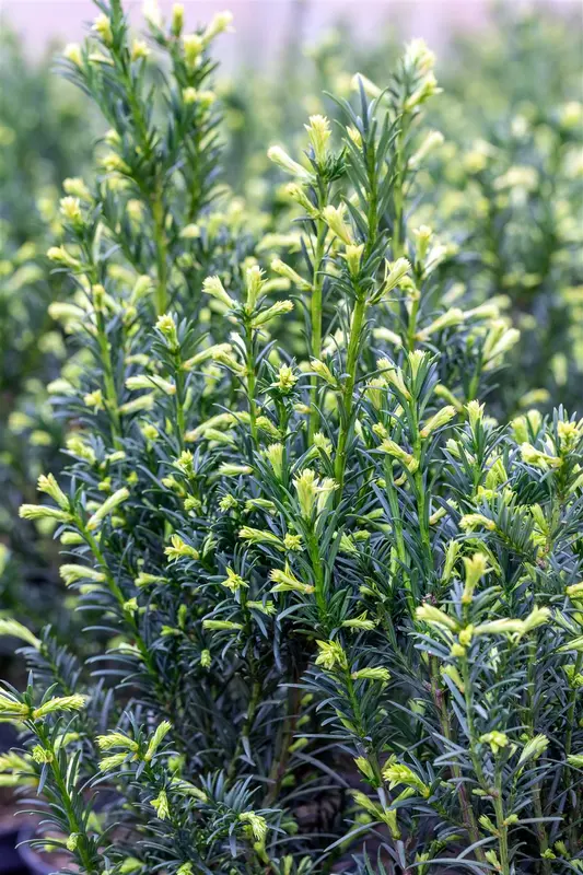 Taxus media 'Groenland' 60- 80 C5 - afbeelding 2