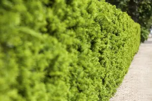 taxus media 'hicksii' (160-180cm) - afbeelding 2