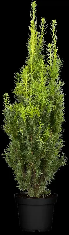 taxus media 'hicksii' (160-180cm) - afbeelding 1