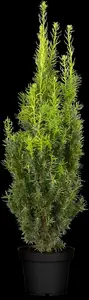 taxus media 'hicksii' (160-180cm) - afbeelding 5