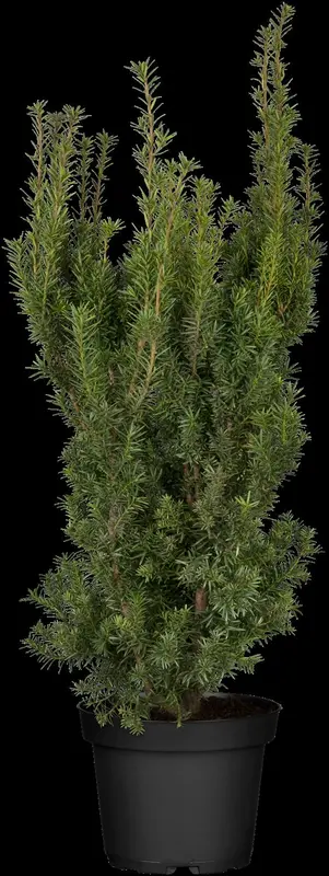 taxus media 'hicksii' (160-180cm) - afbeelding 4