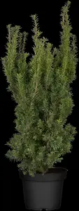 taxus media 'hicksii' (160-180cm) - afbeelding 4