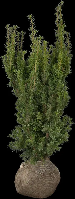 taxus media 'hicksii' (160-180cm) - afbeelding 5