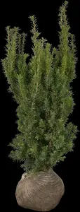 taxus media 'hicksii' (160-180cm) - afbeelding 5