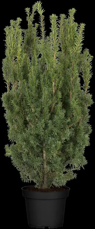 taxus media 'hicksii' (160-180cm) - afbeelding 3