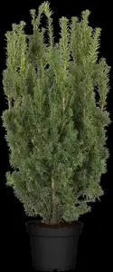 taxus media 'hicksii' (160-180cm) - afbeelding 3
