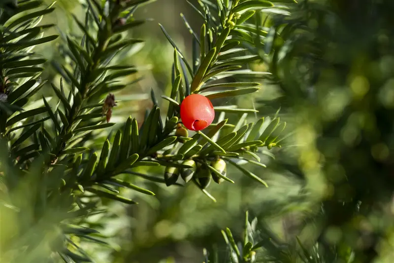 Taxus media 'Hicksii' 180-200   DKL - afbeelding 4