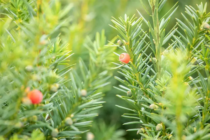 Taxus media 'Hicksii' 180-200   DKL - afbeelding 3