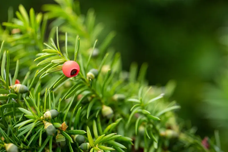 Taxus media 'Hicksii' 180-200   DKL POMPON - afbeelding 5