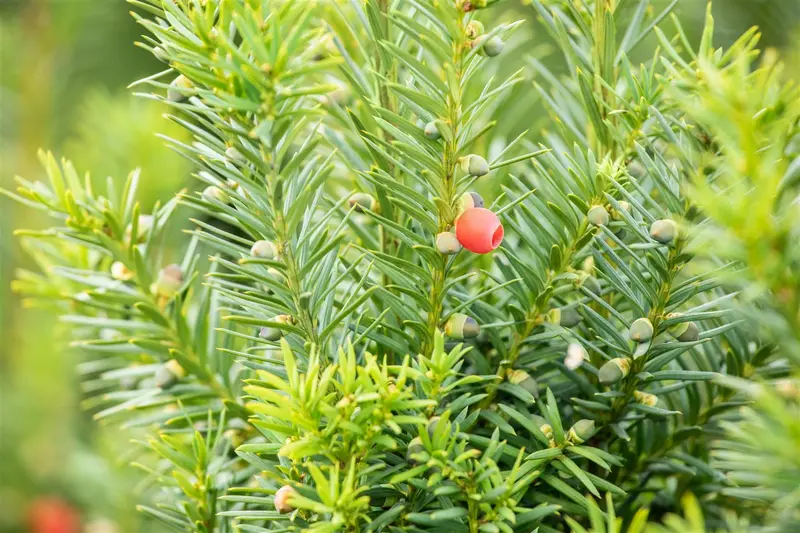 Taxus media 'Hicksii' 200-225   DKL POMPON - afbeelding 2