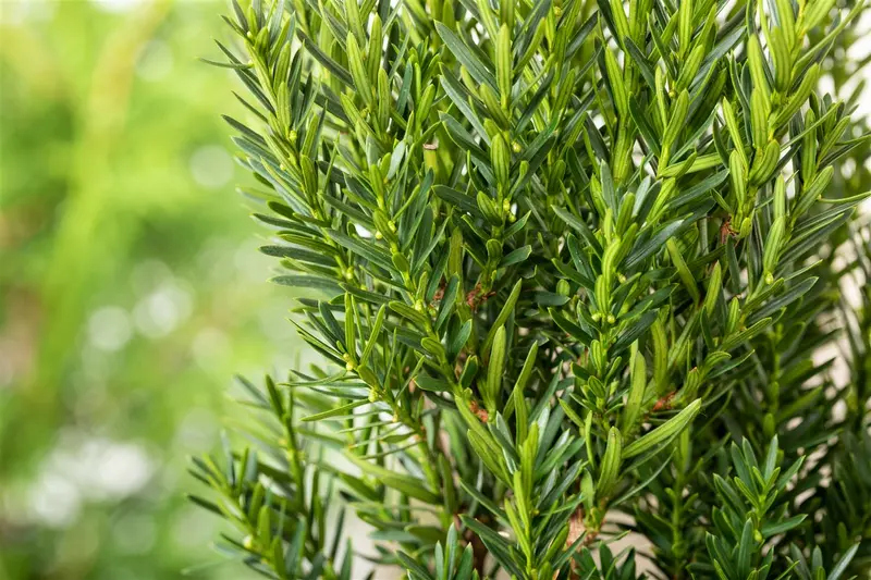 Taxus media 'Hillii' 100-125 KLUIT - afbeelding 5