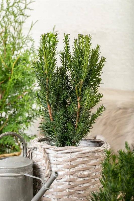 Taxus media 'Hillii' 180-200 DKL - afbeelding 4