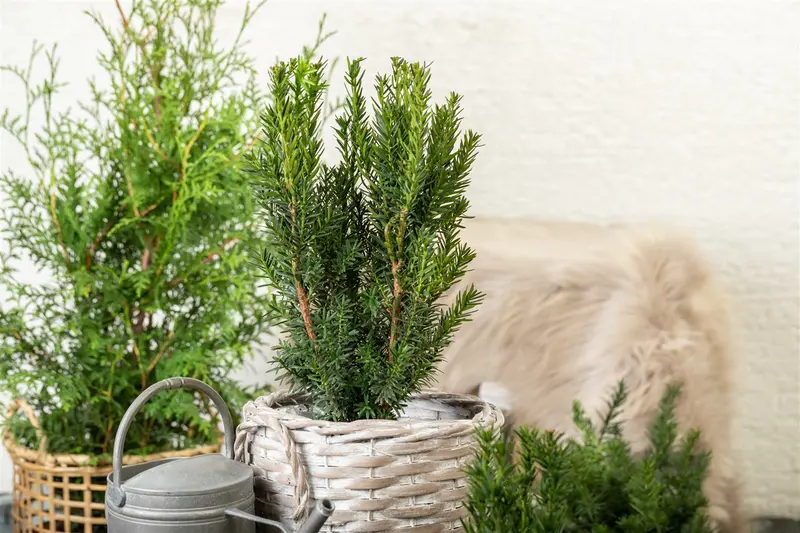 Taxus media 'Hillii' 180-200 DKL - afbeelding 3