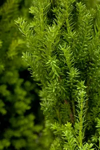 Taxus media 'Hillii' 60- 80   C5 - afbeelding 1
