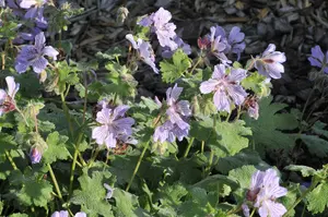 geranium ren. 'tcschelda' P9 - afbeelding 3