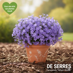 Campanula persicifolia 'Telham Beauty' P9