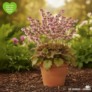 Tellima grandiflora 'Rubra' P9