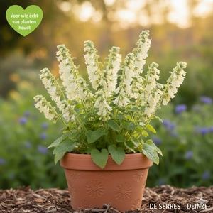 Tellima grandiflora P9