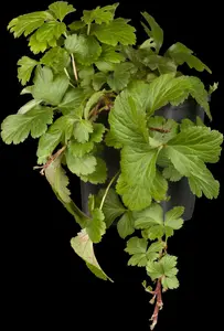 waldsteinia ternata P9 - afbeelding 1