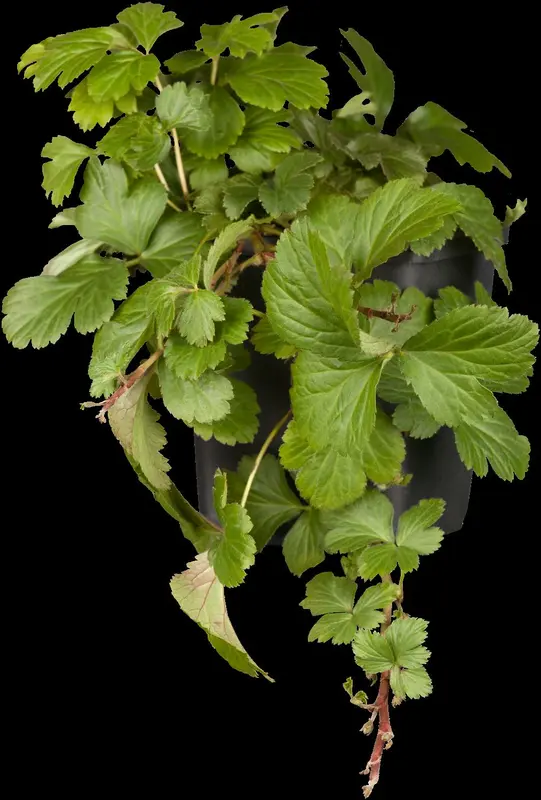 waldsteinia ternata P9 - afbeelding 6