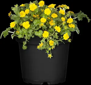 waldsteinia ternata P9 - afbeelding 9