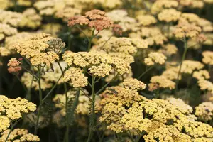 achillea 'terracotta' P9 - afbeelding 5