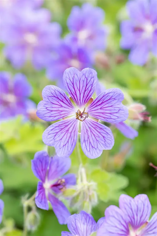 geranium hybr. 'terre franche' P9 - afbeelding 3